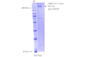 Size, purity and oligomerization state of CoV-2 spike protein assessed by SDS-PAGE (SARS-CoV-2 Spike Protein (B.1.525 - eta) (rho-1D4 tag))