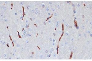 Immunohistochemistry of paraffin-embedded Mouse brain using APOA1 Polyclonal Antibody at dilution of 1:100 (40x lens). (APOA1 antibody)