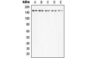 Western blot analysis of PLC gamma 2 (pY753) expression in Hela TNFa-treated (A), MCF7 (B), Raw264. (Phospholipase C gamma 2 antibody  (pTyr753))