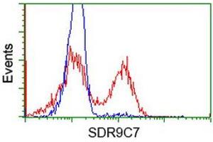 Image no. 3 for anti-Short Chain Dehydrogenase/reductase Family 9C, Member 7 (SDR9C7) antibody (ABIN1500845) (SDR9C7 antibody)