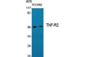 Western Blotting (WB) image for anti-Tumor Necrosis Factor Receptor Superfamily, Member 1B (TNFRSF1B) (C-Term) antibody (ABIN3180367) (TNFRSF1B antibody  (C-Term))