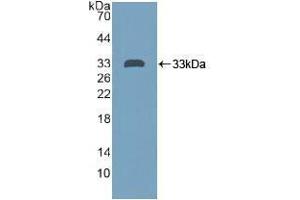 Western blot analysis of recombinant Human PTPRH. (PTPRH antibody  (AA 844-1096))