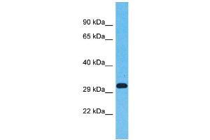 Western Blotting (WB) image for anti-Olfactory Receptor, Family 5, Subfamily AN, Member 1 (OR5AN1) (C-Term) antibody (ABIN2791745)