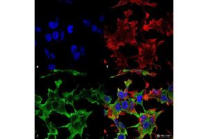 Immunocytochemistry/Immunofluorescence analysis using Mouse Anti-LAR/PTPRF Monoclonal Antibody, Clone S165-38 . (PTPRF antibody  (AA 1315-1607) (Biotin))