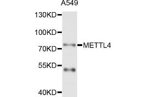 Western blot analysis of extract of A549 cells, using METTL4 antibody. (METTL4 antibody)