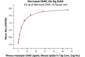 Immobilized Marmoset OX40, His Tag (ABIN5954939,ABIN6809978) at 2 μg/mL (100 μL/well) can bind Rhesus macaque OX40 Ligand, Mouse IgG2a Fc Tag (ABIN5954956,ABIN6253638) with a linear range of 0. (TNFRSF4 Protein (AA 29-214) (His tag))