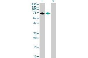 Western Blot analysis of C20orf132 expression in transfected 293T cell line by C20orf132 MaxPab polyclonal antibody. (C20orf132 antibody  (AA 1-608))