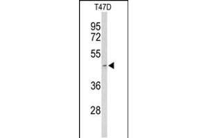 Western blot analysis of ACR Antibody (Center) (ABIN653022 and ABIN2842644) in T47D cell line lysates (35 μg/lane). (Acrosin antibody  (AA 99-127))