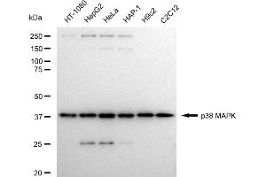 Western blotting analysis using p38 MAPK antibody (ABIN7799448).