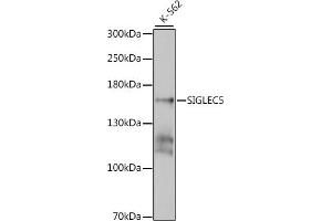 Western blot analysis of extracts of K-562 cells, using SIGLEC5 antibody  at 1:1000 dilution. (SIGLEC5 antibody  (AA 452-551))
