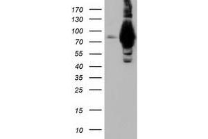 Image no. 2 for anti-Aldehyde Dehydrogenase 1 Family, Member L1 (ALDH1L1) antibody (ABIN1496585) (ALDH1L1 antibody)