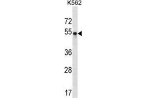 Western blot analysis in K562 cell line lysates (35ug/lane) detecting POU3F2 protein by the use of POU3F2 (POU3F2 antibody  (Middle Region))