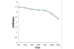 Antigen: 0. (CEBPA antibody  (pThr226))