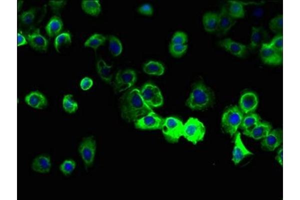 Membrane-Spanning 4-Domains, Subfamily A, Member 8 (MS4A8) (AA 20-74) antibody