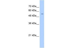 WB Suggested Anti-PGS1 Antibody Titration:  1. (PGS1 antibody  (C-Term))