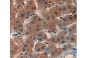 Figure. (PIBF1 antibody  (AA 13-203))