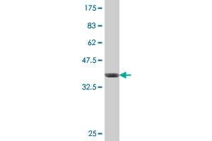 Western Blot detection against Immunogen (37. (CYP2C18 antibody  (AA 200-299))