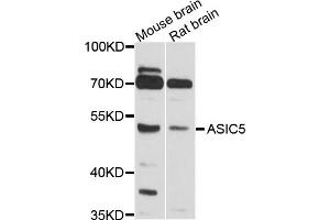 Western blot analysis of extracts of various cell lines, using ASIC5 antibody (ABIN4902957) at 1:1000 dilution.