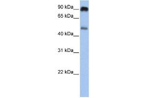 WB Suggested Anti-SLC45A2 Antibody Titration:  0. (SLC45A2 antibody  (C-Term))