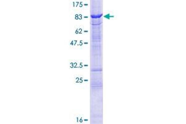 TESK2 Protein (AA 1-542) (GST tag)