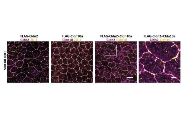 CLDN10 antibody  (C-Term)