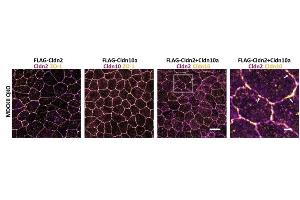 Representative confocal images of MDCKII QKO cells stably expressing (sT) FLAG-Cldn2, FLAG-Cldn10a, and FLAG-Cldn2+FLAG-Cldn10a.