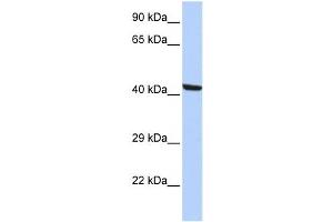 Western Blotting (WB) image for anti-Kaptin (Actin Binding Protein) (KPTN) antibody (ABIN2460057)