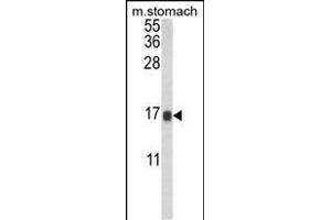 Western blot analysis of LGALS2 Antibody (Center) (ABIN652689 and ABIN2842460) in mouse stomach tissue lysates (35 μg/lane). (Galectin 2 antibody  (AA 85-111))