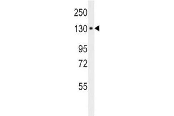 ITGA6 antibody