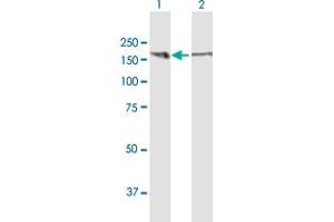 MYBBP1A antibody  (AA 1-1328)