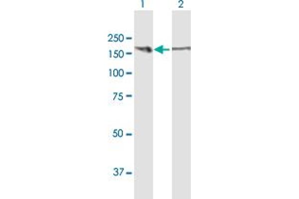 MYBBP1A antibody  (AA 1-1328)