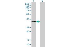 Western Blot analysis of EMD expression in transfected 293T cell line by EMD MaxPab polyclonal antibody. (Emerin antibody  (AA 1-254))