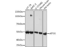 Western blot analysis of extracts of various cell lines, using eEF1G Rabbit mAb (ABIN7267024) at 1:1000 dilution. (EEF1G antibody)