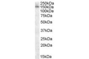 Image no. 1 for anti-Splicing Factor 3b, Subunit 3, 130kDa (SF3B3) (C-Term) antibody (ABIN374246)