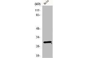 Western Blot analysis of HeLa cells using eIF3K Polyclonal Antibody