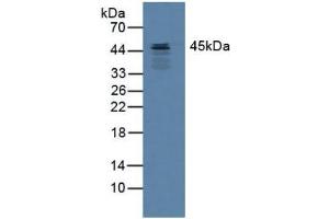 Figure. (SERPINB3 antibody  (AA 1-210))