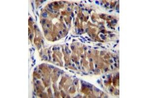 Formalin fixed and paraffin embedded human stomach tissue reacted with ENOX2 Antibody (N-term) followed by peroxidase conjugation of the secondary antibody and DAB staining. (ENOX2 antibody  (N-Term))