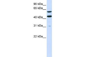 WB Suggested Anti-PTDSS1 Antibody Titration:  0. (PTDSS1 antibody  (N-Term))