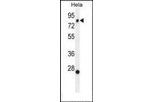 Western blot analysis of SSH3 Antibody (C-term) in Hela cell line lysates (35ug/lane). (SSH3 antibody  (C-Term))