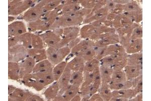 Detection of MYO in Porcine Cardiac Muscle Tissue using Polyclonal Antibody to Myoglobin (MYO) (Myoglobin antibody  (AA 1-154))