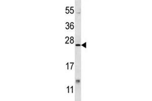 XBP1 antibody western blot analysis in mouse lung tissue lysate. (XBP1 antibody  (AA 217-244))