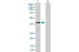 Western Blot analysis of DHDH expression in transfected 293T cell line by DHDH MaxPab polyclonal antibody. (DHDH antibody  (AA 1-334))