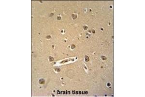 DENND5B antibody (C-term) (ABIN654250 and ABIN2844073) immunohistochemistry analysis in formalin fixed and paraffin embedded human brain tissue followed by peroxidase conjugation of the secondary antibody and DAB staining. (DENND5B antibody  (C-Term))