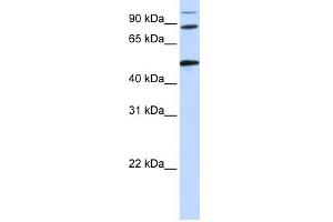 WB Suggested Anti-COG4 Antibody Titration: 0. (COG4 antibody  (Middle Region))