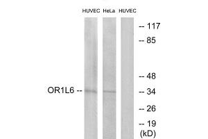 Western blot analysis of extracts from HUVEC cells and HeLa cells, using OR1L6 antibody. (OR1L6 antibody  (Internal Region))