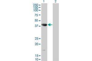 Western Blot analysis of NEIL2 expression in transfected 293T cell line by NEIL2 monoclonal antibody (M01), clone 1B7. (NEIL2 antibody  (AA 1-332))