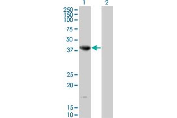 NEIL2 抗体  (AA 1-332)