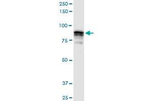 Western Blotting (WB) image for anti-Golgin A5 (GOLGA5) (AA 1-731) antibody (ABIN523333)
