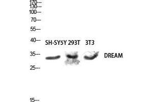 Western Blot (WB) analysis of SH-SY5Y 293T 3T3 lysis using DREAM antibody. (DREAM (Tyr706) antibody)