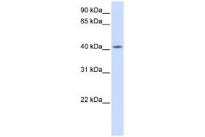 WB Suggested Anti-FAM54A Antibody Titration: 0. (FAM54A antibody  (Middle Region))